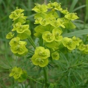 Euphorbia cyparissias geen maat specificatie 0,55L/P9cm - afbeelding 4