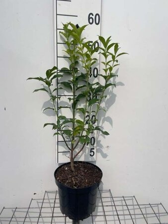 Euonymus europaeus 50-60 cm cont. 3,0L - afbeelding 1