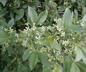 Euonymus europaeus 80-100 cm cont. 5,0L - afbeelding 7