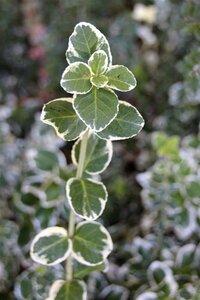 Euonymus fort. 'Emerald Gaiety' 20-25 cm cont. 2,0L - afbeelding 1