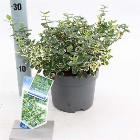 Euonymus fort. 'Emerald Gaiety' 20-25 cm cont. 2,0L - afbeelding 5