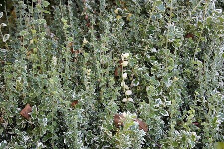 Euonymus fort. 'Emerald Gaiety' 20-25 cm cont. 2,0L - afbeelding 2