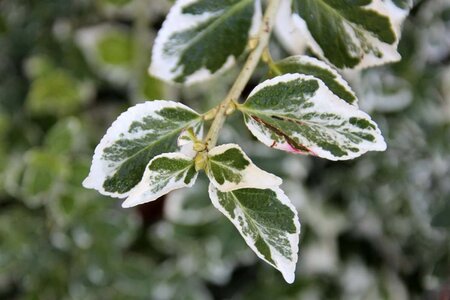 Euonymus fort. 'Emerald Gaiety' 20-25 cm cont. 2,0L - afbeelding 3