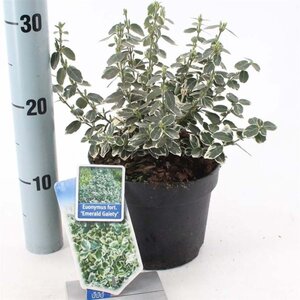 Euonymus fort. 'Emerald Gaiety' 20-25 cm cont. 2,0L - afbeelding 6