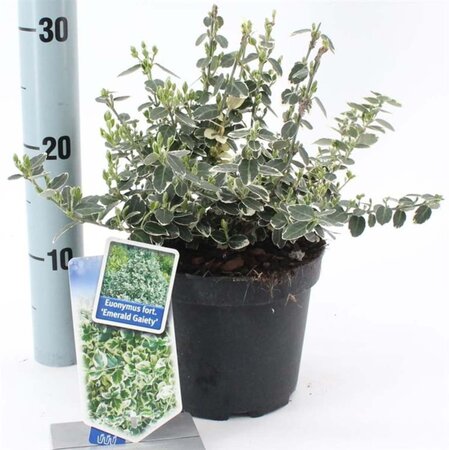 Euonymus fort. 'Emerald Gaiety' 20-25 cm cont. 2,0L - afbeelding 7