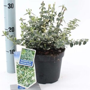 Euonymus fort. 'Emerald Gaiety' 20-25 cm cont. 2,0L - afbeelding 7