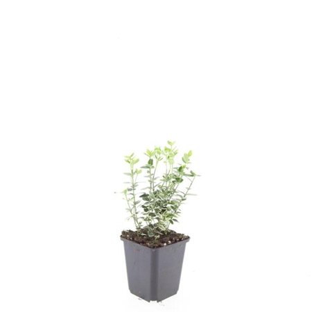 Euonymus fort. 'Emerald Gaiety' geen maat specificatie 0,55L/P9cm - afbeelding 3