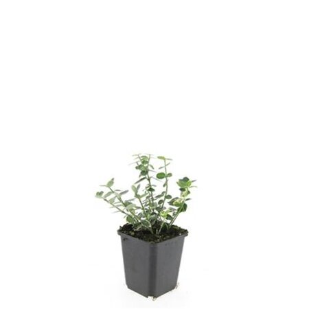 Euonymus fort. 'Emerald Gaiety' geen maat specificatie 0,55L/P9cm - afbeelding 4