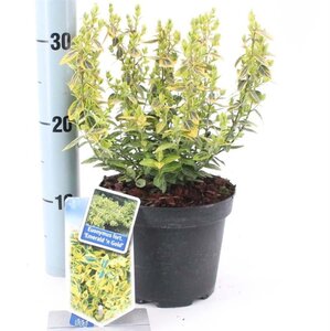 Euonymus fort. 'Emerald 'n' Gold' 20-25 cm cont. 2,0L - afbeelding 4