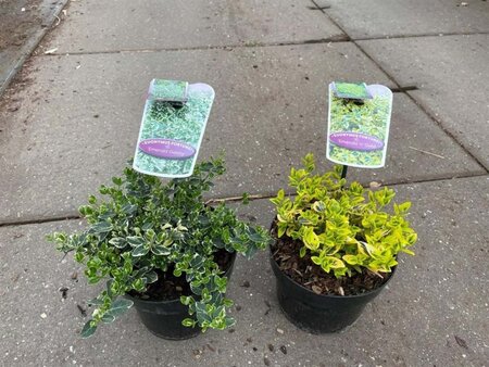 Euonymus fort. 'Emerald 'n' Gold' 20-25 cm cont. 2,0L - afbeelding 6