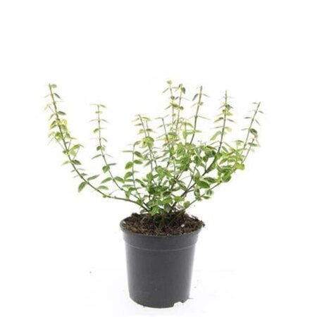 Euonymus fort. 'Emerald 'n' Gold' geen maat specificatie cont. 1,5L - afbeelding 2