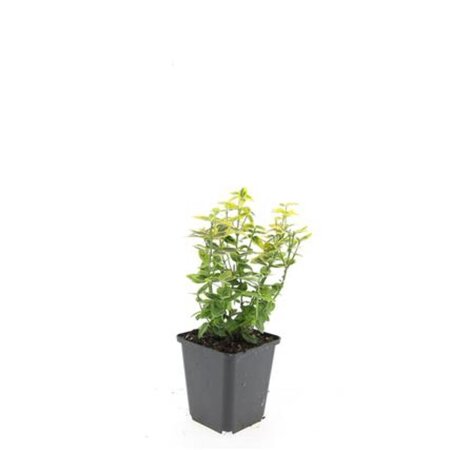 Euonymus fort. 'Emerald 'n' Gold' geen maat specificatie 0,55L/P9cm - afbeelding 4