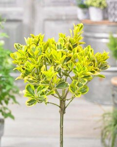 Euonymus fort. 'Emerald 'n' Gold' geen maat specificatie 0,55L/P9cm - afbeelding 1