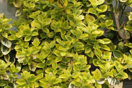 Euonymus fort. 'Emerald 'n' Gold' geen maat specificatie 0,55L/P9cm - afbeelding 10