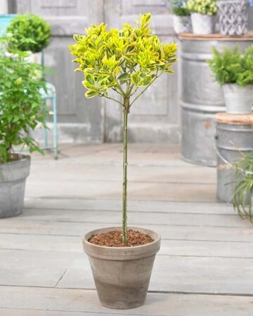 Euonymus fort. 'Emerald 'n' Gold' geen maat specificatie 0,55L/P9cm - afbeelding 8