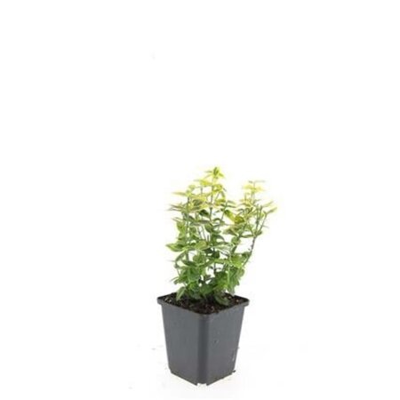 Euonymus fort. 'Emerald 'n' Gold' geen maat specificatie 0,55L/P9cm - afbeelding 5