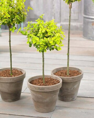 Euonymus fort. 'Emerald 'n' Gold' geen maat specificatie 0,55L/P9cm - afbeelding 7