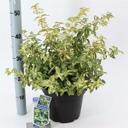 Euonymus fort. Golden Harlequin 40-50 cm cont. 5,0L - afbeelding 2