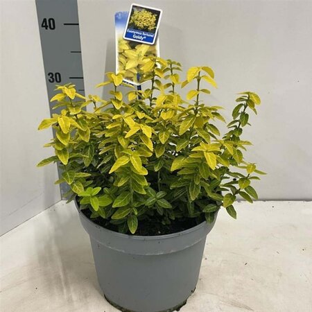 Euonymus fort. Goldy 40-50 cm cont. 5,0L - afbeelding 1