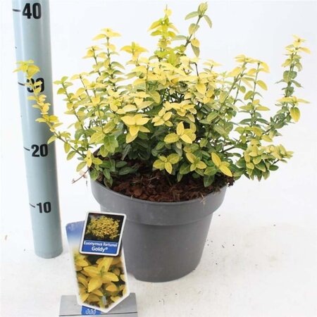 Euonymus fort. Goldy 40-50 cm cont. 5,0L - afbeelding 2