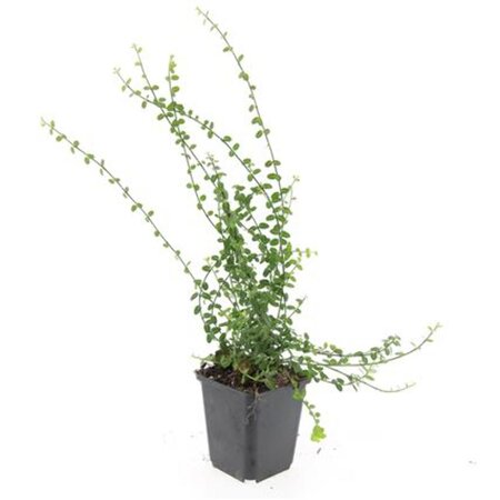 Euonymus fort. 'Minimus' geen maat specificatie 0,55L/P9cm - afbeelding 4