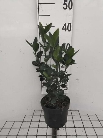 Euonymus japonicus geen maat specificatie cont. 2,0L - afbeelding 2