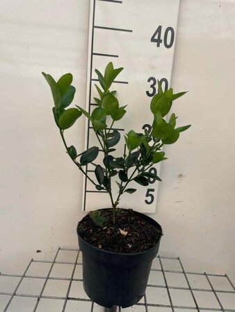 Euonymus japonicus geen maat specificatie cont. 2,0L - afbeelding 1