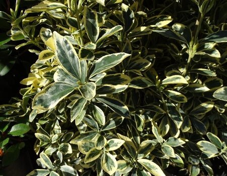 Euonymus jap. 'Bravo' 25-30 cm cont. 3,0L - afbeelding 1