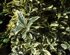 Euonymus jap. 'Bravo' 25-30 cm cont. 3,0L - afbeelding 1