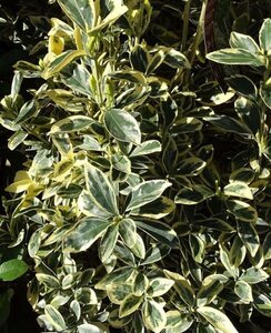 Euonymus jap. 'Bravo' 25-30 cm cont. 3,0L - afbeelding 2