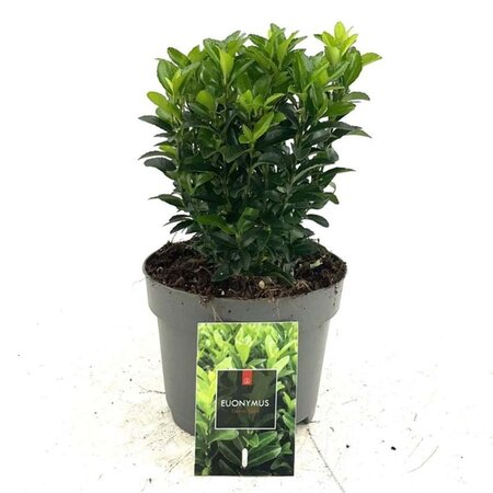 Euonymus jap. 'Green Spire' 30-40 cm cont. 2,0L - afbeelding 3