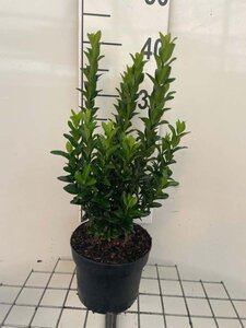 Euonymus jap. 'Green Spire' 30-40 cm cont. 2,0L - afbeelding 1