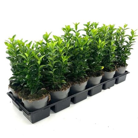 Euonymus jap. 'Green Spire' geen maat specificatie 0,55L/P9cm - afbeelding 8