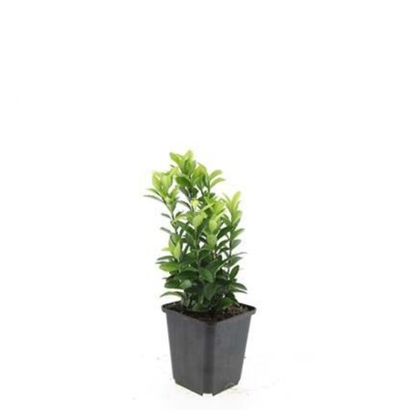 Euonymus jap. 'Green Spire' geen maat specificatie 0,55L/P9cm - afbeelding 2