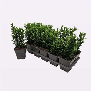 Euonymus jap. 'Green Spire' geen maat specificatie 0,55L/P9cm - afbeelding 1