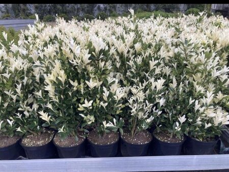 Euonymus jap. Himalaya 40-60 cm cont. 3,0L - afbeelding 3