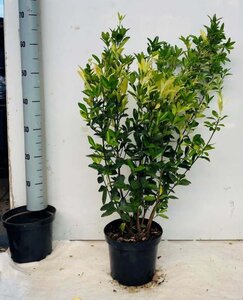 Euonymus jap. Himalaya 60-80 cm cont. 5,0L - afbeelding 1