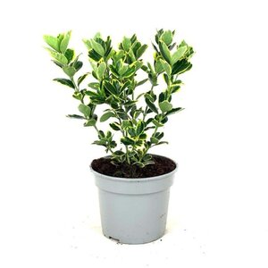 Euonymus jap. 'Ovatus Aureus' 25-30 cm cont. 3,0L