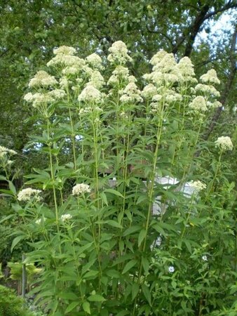 Eupatorium mac. 'Album' geen maat specificatie 0,55L/P9cm - afbeelding 1