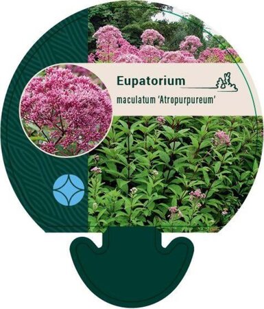 Eupatorium mac. 'Atropurpureum' geen maat specificatie 0,55L/P9cm - afbeelding 2