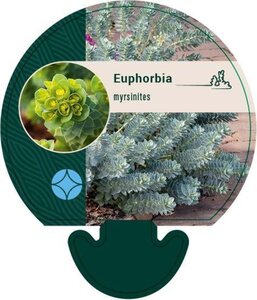 Euphorbia myrsinites geen maat specificatie 0,55L/P9cm - afbeelding 5