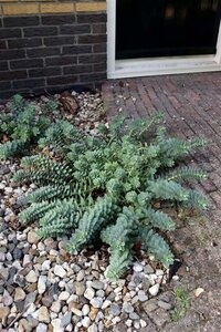 Euphorbia myrsinites geen maat specificatie 0,55L/P9cm - afbeelding 7