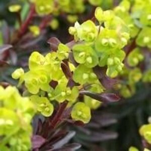 Euphorbia amygdal. 'Purpurea' geen maat specificatie 0,55L/P9cm - afbeelding 3