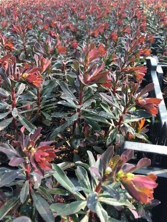 Euphorbia amygdal. 'Purpurea' geen maat specificatie 0,55L/P9cm - afbeelding 2