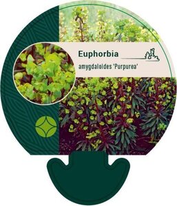 Euphorbia amygdal. 'Purpurea' geen maat specificatie 0,55L/P9cm - afbeelding 10