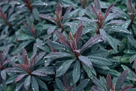 Euphorbia amygdal. 'Purpurea' geen maat specificatie 0,55L/P9cm - afbeelding 4