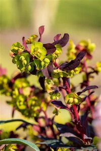 Euphorbia amygdal. 'Purpurea' geen maat specificatie 0,55L/P9cm - afbeelding 1