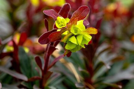 Euphorbia amygdal. 'Purpurea' geen maat specificatie 0,55L/P9cm - afbeelding 8