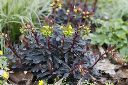 Euphorbia amygdal. 'Purpurea' geen maat specificatie 0,55L/P9cm - afbeelding 7