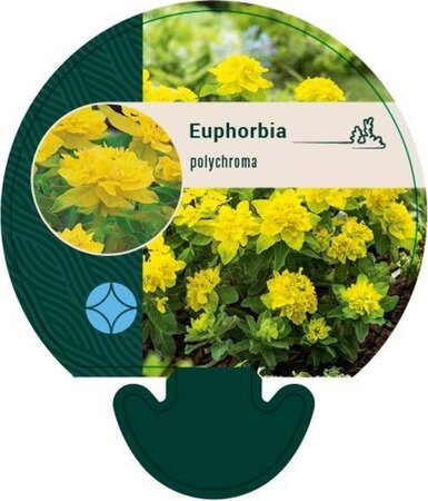 Euphorbia polychroma geen maat specificatie 0,55L/P9cm - afbeelding 1